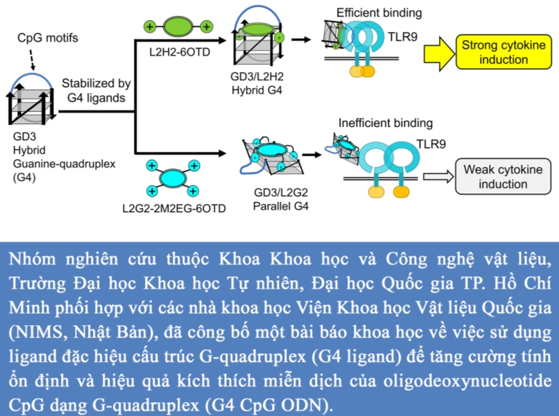 Nghiên cứu khoa học về việc sử dụng ligand đặc hiệu cấu trúc G-quadruplex (G4 ligand) 